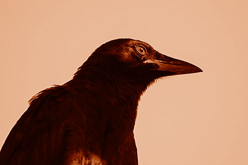 Shaded Crow Gazing Towards Sunlight (Orange Shade)