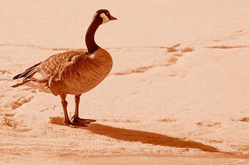 Shadow Casting Canadian Goose Standing Among Snow (Orange Shade Photo)
