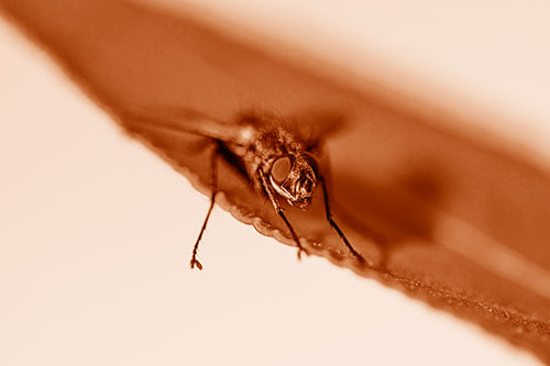 Shadow Casting Cluster Fly Dangles Leg Off Plant Leaf (Orange Shade)