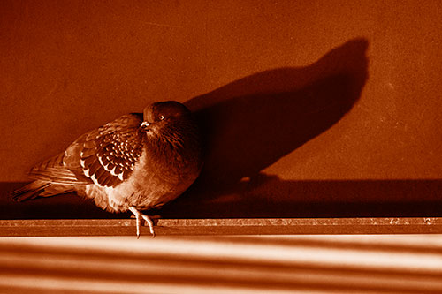 Shadow Casting Pigeon Looking Towards Light (Orange Shade Photo)