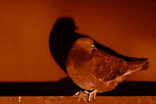Shadow Casting Pigeon Perched Among Steel Beam (Orange Shade Photo)