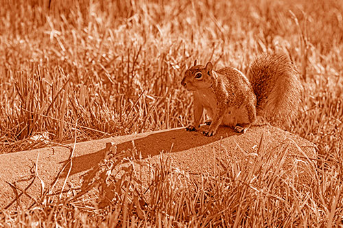 Shadow Casting Squirrel Sitting Atop Concrete Drain (Orange Shade)