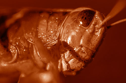 Shadow Casts Smile Across Grasshoppers Face (Orange Shade)