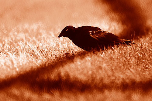 Shadow Standing Grackle Bird Leaning Forward On Grass (Orange Shade Photo)