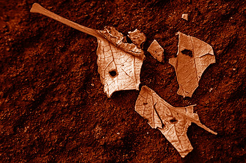 Shattered Leaf Face Separating Atop Pavement (Orange Shade)