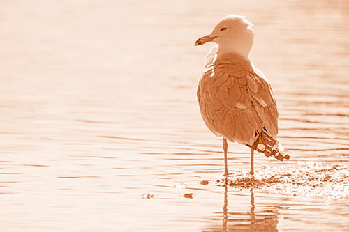 Shore Standing Seagull Watches Across Lake (Orange Shade)