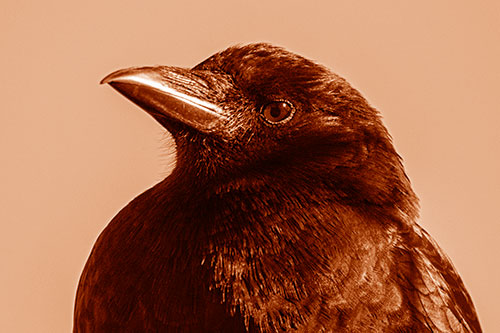 Side Glancing Crow Among Sunlight (Orange Shade Photo)