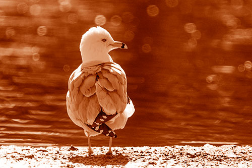 Sideways Glancing Seagull Observing Lake Surroundings (Orange Shade)