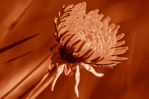 Sideways Taraxacum Flower Blooming Towards Light (Orange Shade Photo)