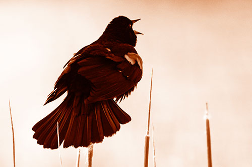 Singing Red Winged Blackbird Atop Cattail Branch (Orange Shade Photo)