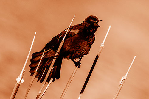 Singing Red Winged Blackbird Gripping Ahold Between Leaning Cattail Branches (Orange Shade)