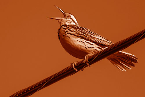 Singing Western Meadowlark Perched Atop Powerline Wire (Orange Shade Photo)