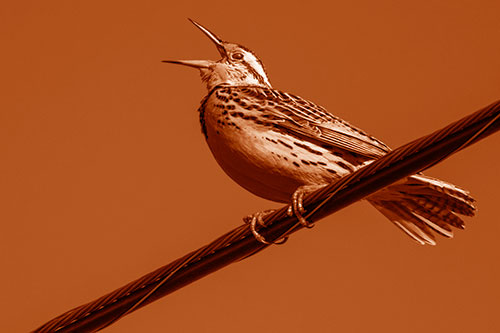 Singing Western Meadowlark Perched Atop Powerline Wire (Orange Shade)