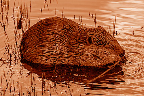 Sitting Beaver Nibbles Branch Along Shallow Rivershore (Orange Shade)