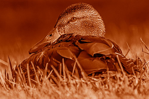 Sitting Mallard Duck Resting Among Grass (Orange Shade Photo)