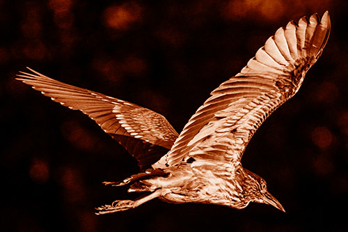 Skittish Black Crowned Night Heron Flying Towards Seclusion (Orange Shade)