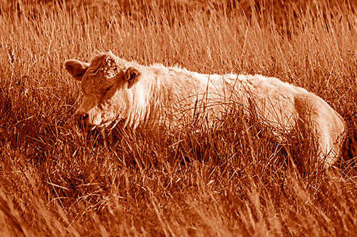 Sleeping Cow Resting Among Grass (Orange Shade)