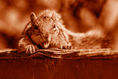 Sleepy Squirrel Yawning Among Rooftop (Orange Shade)