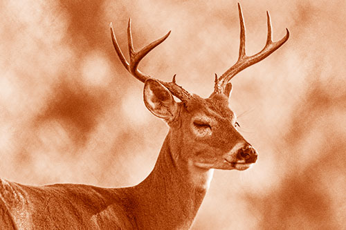 Sleepy White Tailed Deer Dreaming Among Trees (Orange Shade)
