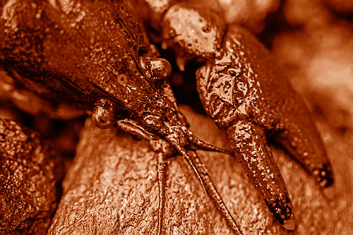 Slimy Crayfish Rests Claw Beside Head (Orange Shade Photo)
