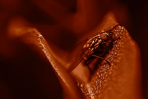 Sloping Cluster Fly Hangs Onto Leaf Petal (Orange Shade)