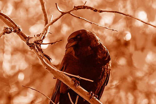 Sloping Perched Crow Glancing Downward Atop Tree Branch (Orange Shade Photo)