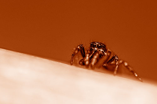 Sloping Perched Jumping Spider Watches Closely (Orange Shade)