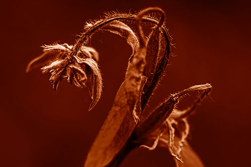 Slouching Hairy Stemmed Weed Plant (Orange Shade Photo)