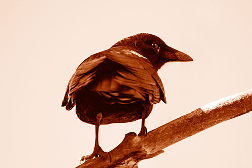 Sly Eyed Crow Glances Backward Among Tree Branch (Orange Shade Photo)