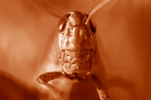 Smiling Grasshopper Enjoying Sunshine (Orange Shade)