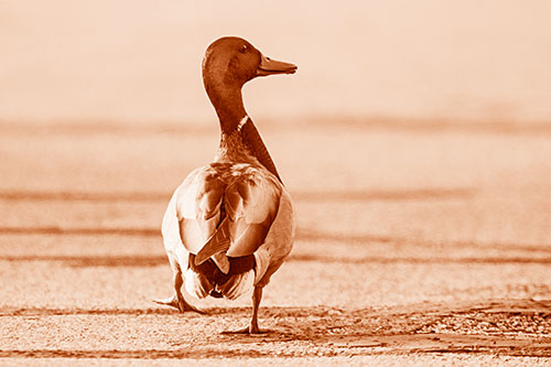 Smiling Mallard Duck Walking Down Sidewalk (Orange Shade Photo)