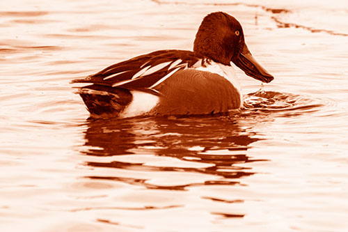 Smiling Northern Shoveler Duck Swimming Calm River Water (Orange Shade Photo)