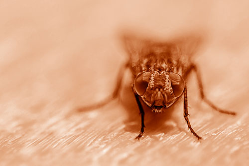 Smirking Open Mouthed Cluster Fly Watching Closely (Orange Shade)