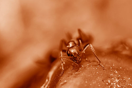 Snarling Carpenter Ant Guarding Sugary Treat (Orange Shade Photo)
