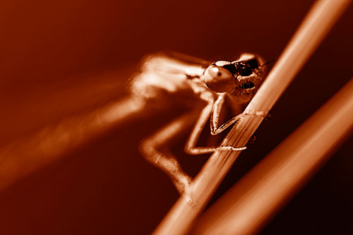Snarling Damselfly Hangs Onto Grass Blade (Orange Shade)