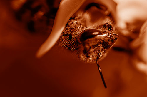 Snarling Honey Bee Clinging Flower Petal (Orange Shade Photo)