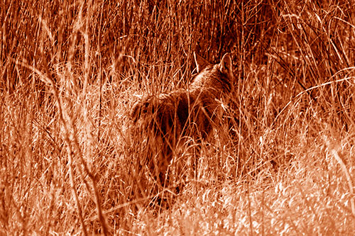 Sneaking Coyote Hunting Through Trees (Orange Shade Photo)