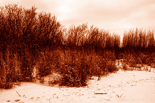 Snow Covered Tall Grass Surrounding Trees (Orange Shade Photo)