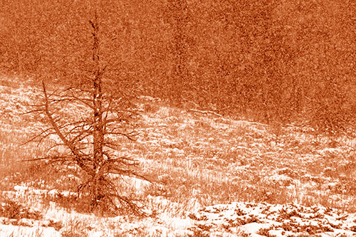 Snow Covers Dead Christmas Tree (Orange Shade Photo)