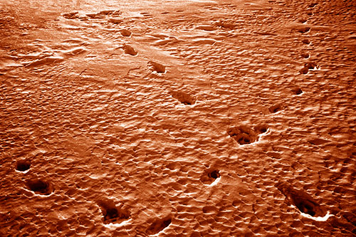 Snow Footprint Trails Crossing Paths (Orange Shade Photo)