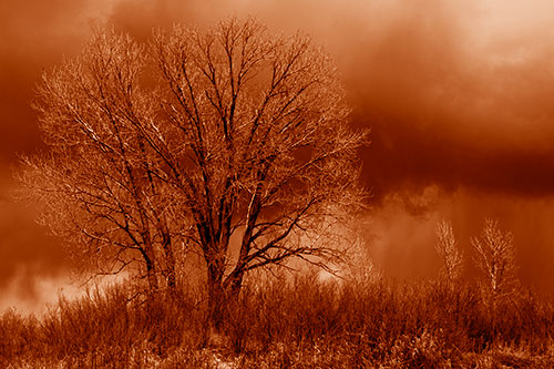 Snowstorm Clouds Beyond Dead Leafless Trees (Orange Shade Photo)