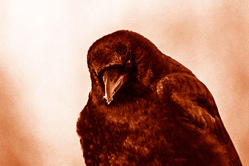 Snowy Beaked Crow Hunched Over (Orange Shade Photo)