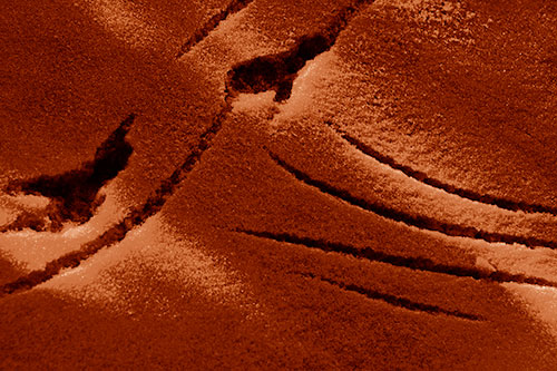 Snowy Bird Footprint Claw Marks (Orange Shade Photo)