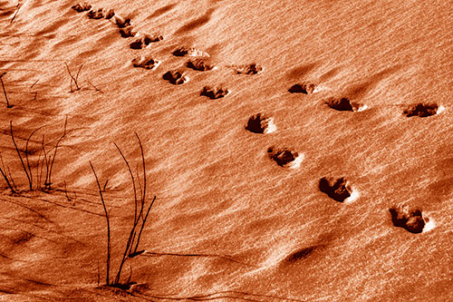 Snowy Footprints Along Dead Branches (Orange Shade Photo)