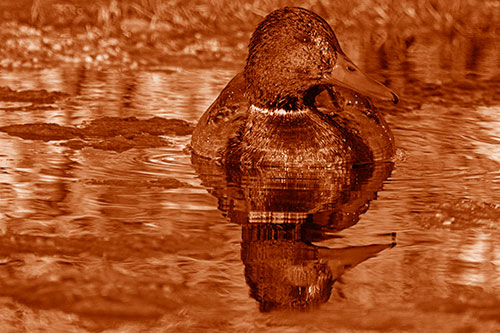 Soaked Mallard Duck Casts Pond Water Reflection (Orange Shade Photo)