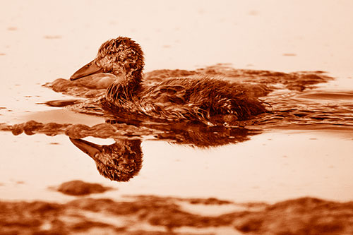 Soaked Mallard Duckling Swimming Past Algae (Orange Shade)