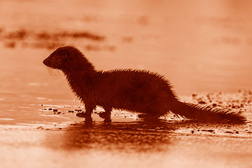 Soaked Mink Contemplates Swimming Across River (Orange Shade Photo)