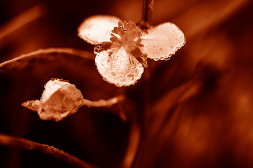 Soaking Wet Frogbit Flower Dew (Orange Shade Photo)