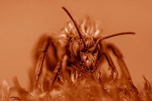 Soaking Wet Honey Bee Standing Atop Blanket Flower (Orange Shade)