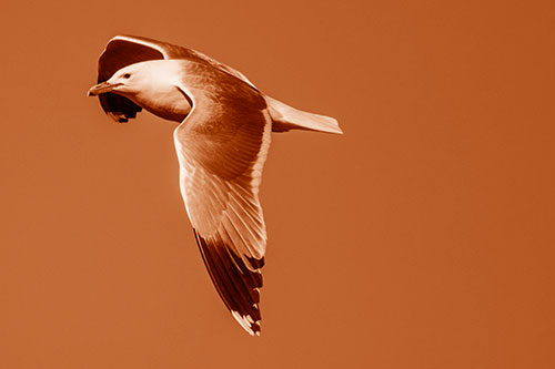 Soaring Seagull Circling Above Lake (Orange Shade)